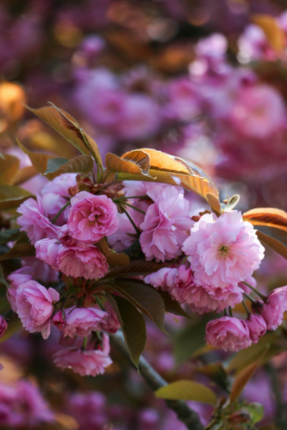 pink flowers are blooming on a tree branch