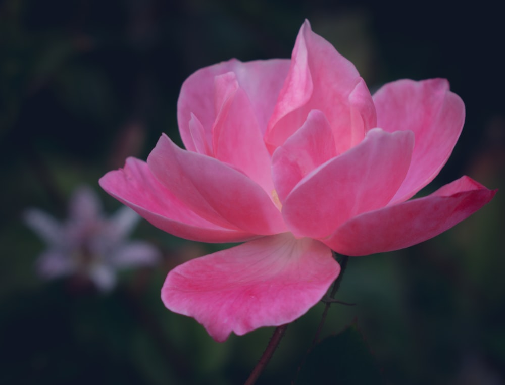 a pink flower with a blurry background