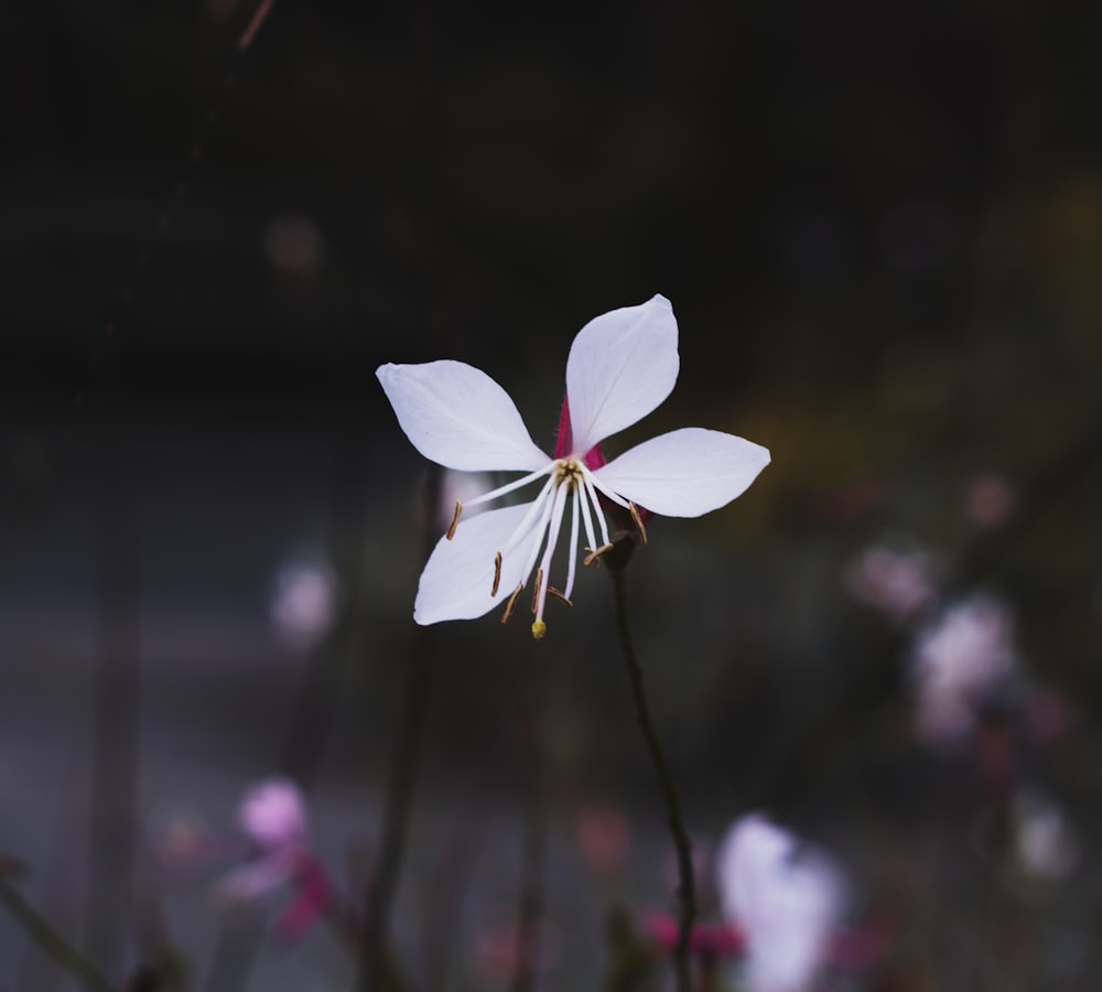 a single white flower with a blurry background