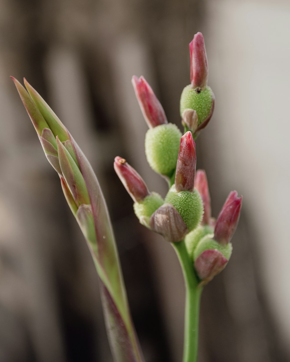 a close up of a flower bud with a blurry background