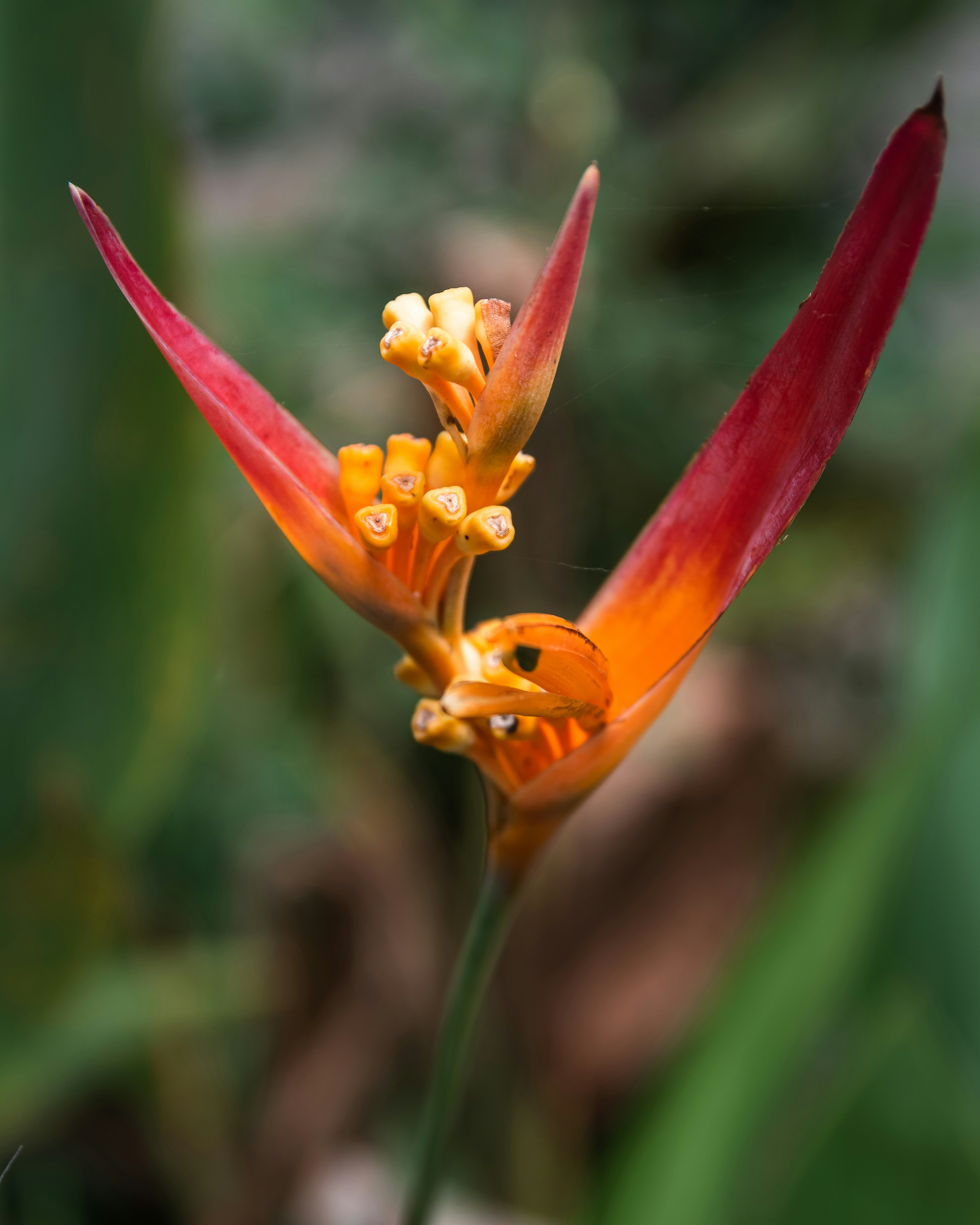 Photo by mgarchagudashvili