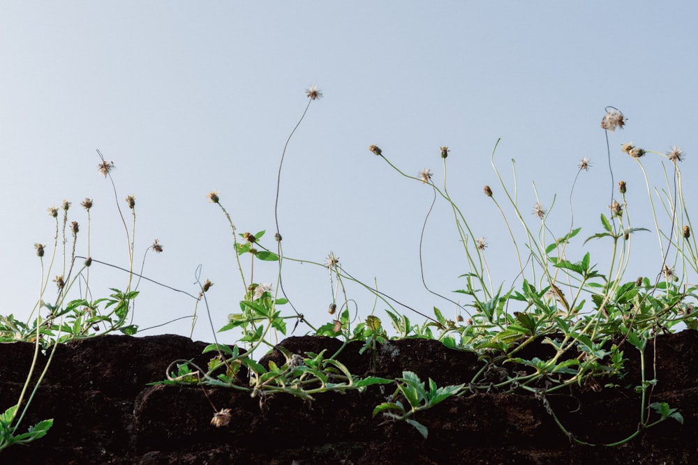 a bunch of plants growing out of a rock wall