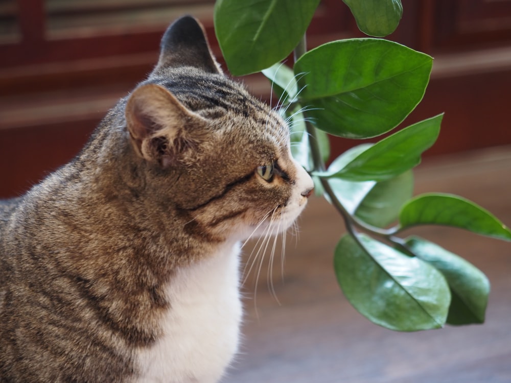 a cat is looking at a plant with green leaves