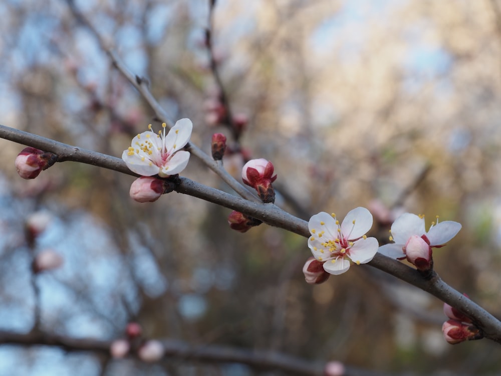 a branch of a tree with white and pink flowers