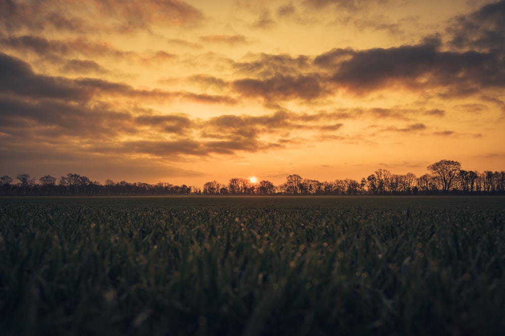 the sun is setting over a field of grass