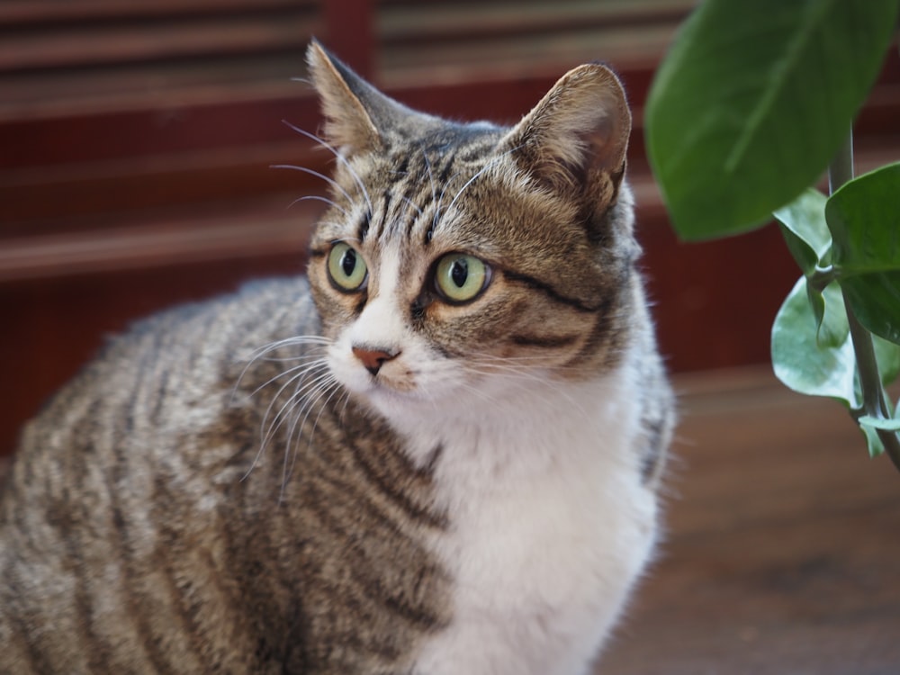 a cat sitting next to a potted plant on a table