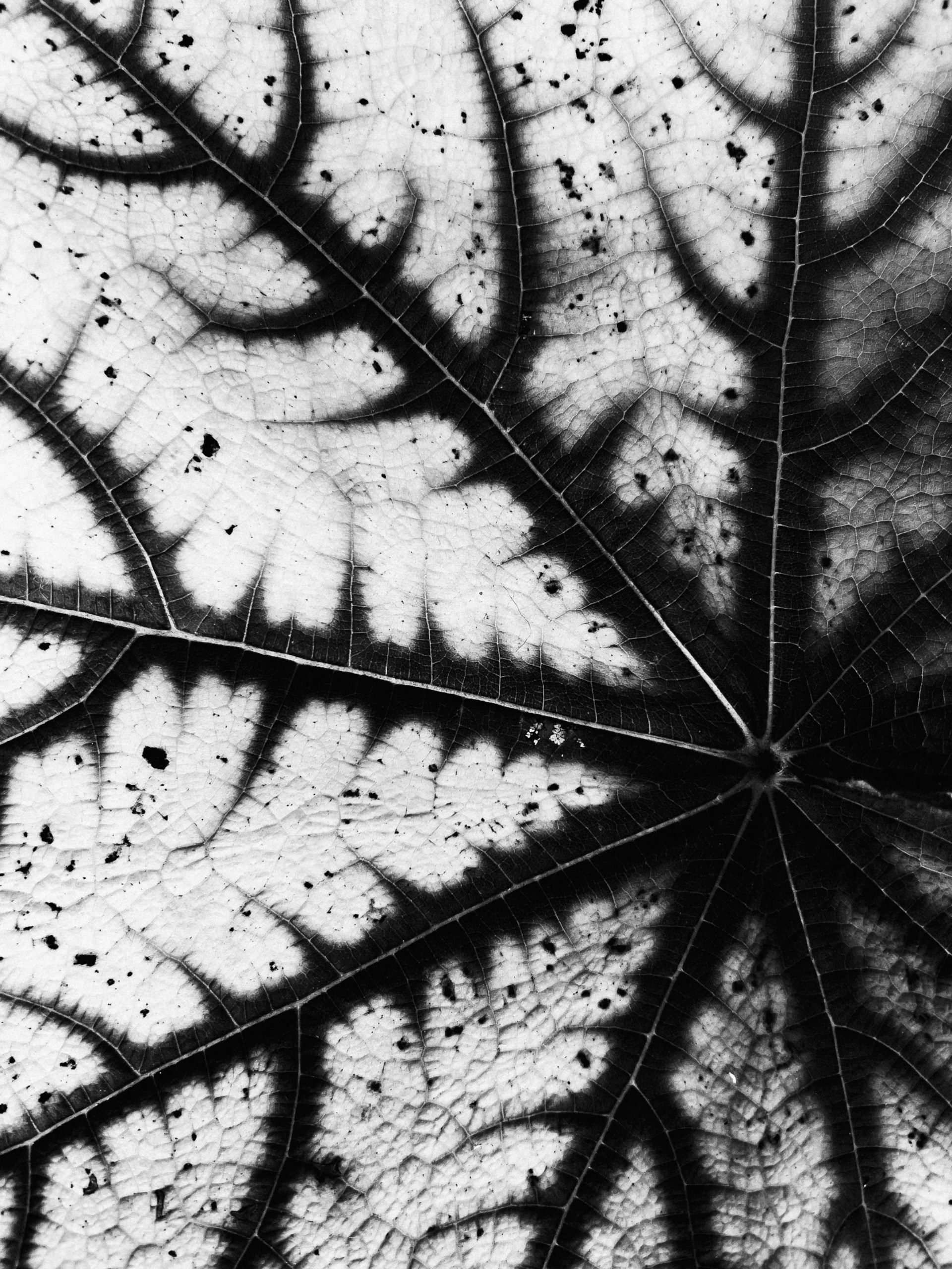 A close-up of a delicate black pigment pen drawing capturing the intricate lines of a leaf, showcasing the subtle textures and shadows.