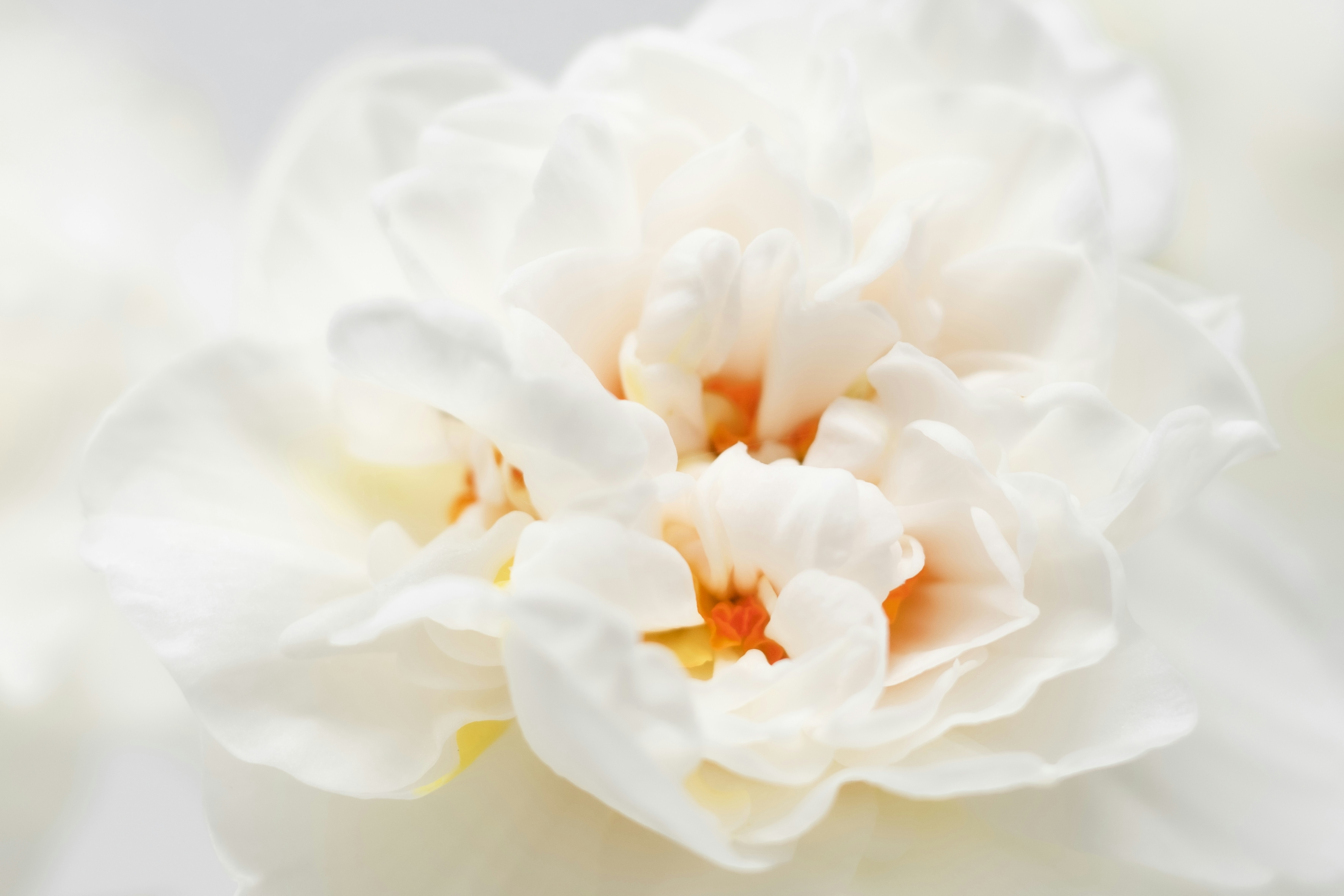 Photo by lauraadaiphoto