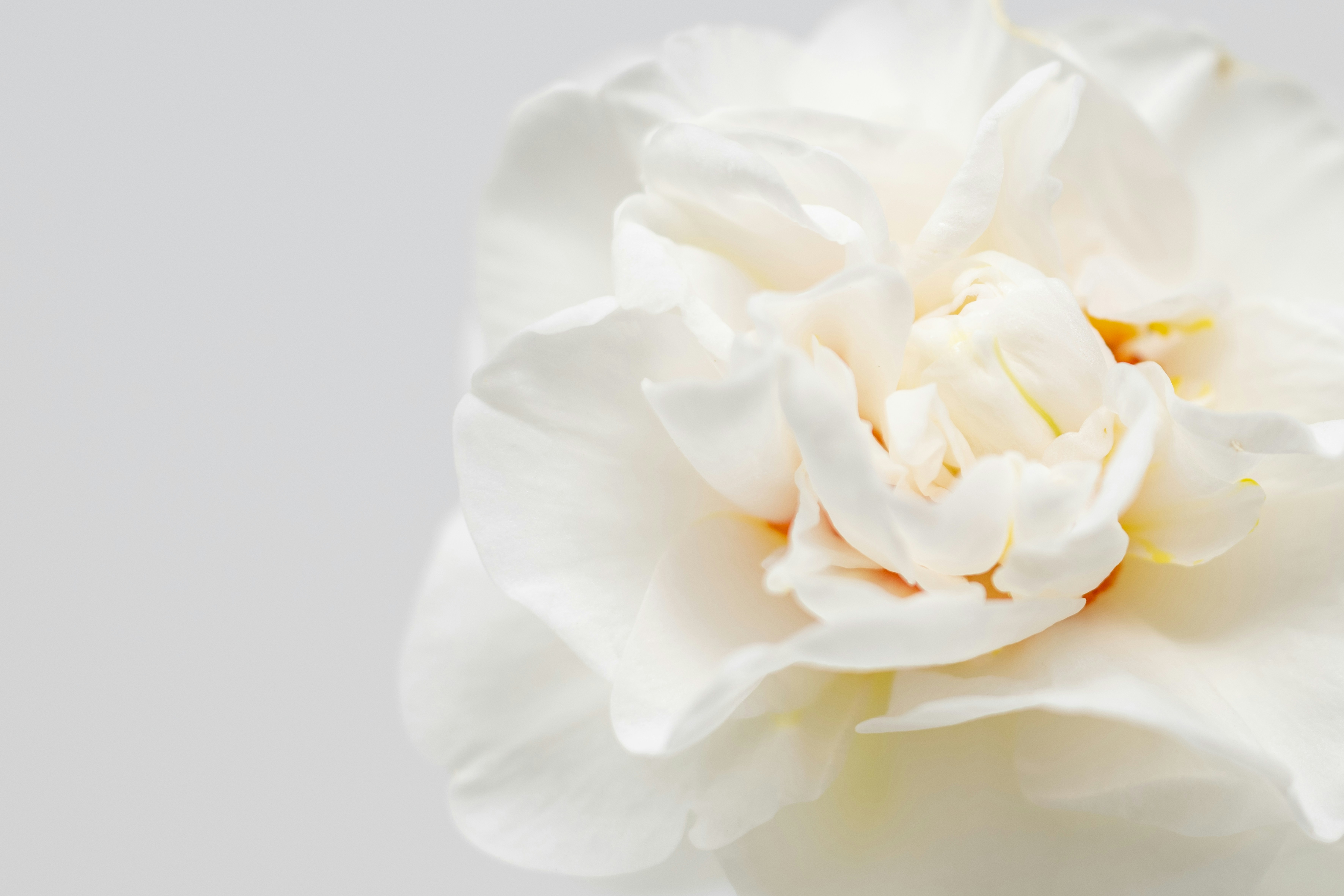 Photo by lauraadaiphoto