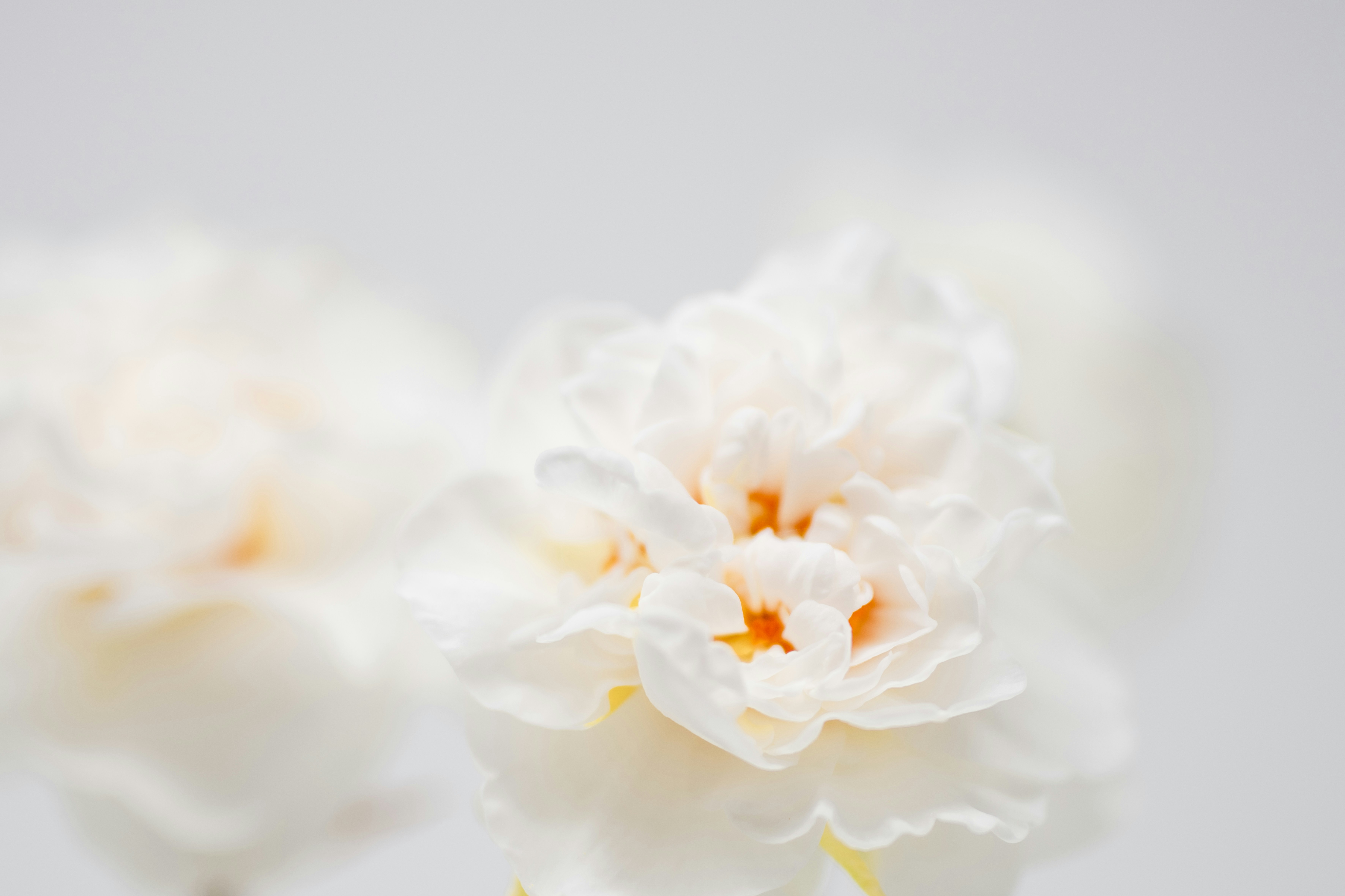 Photo by lauraadaiphoto