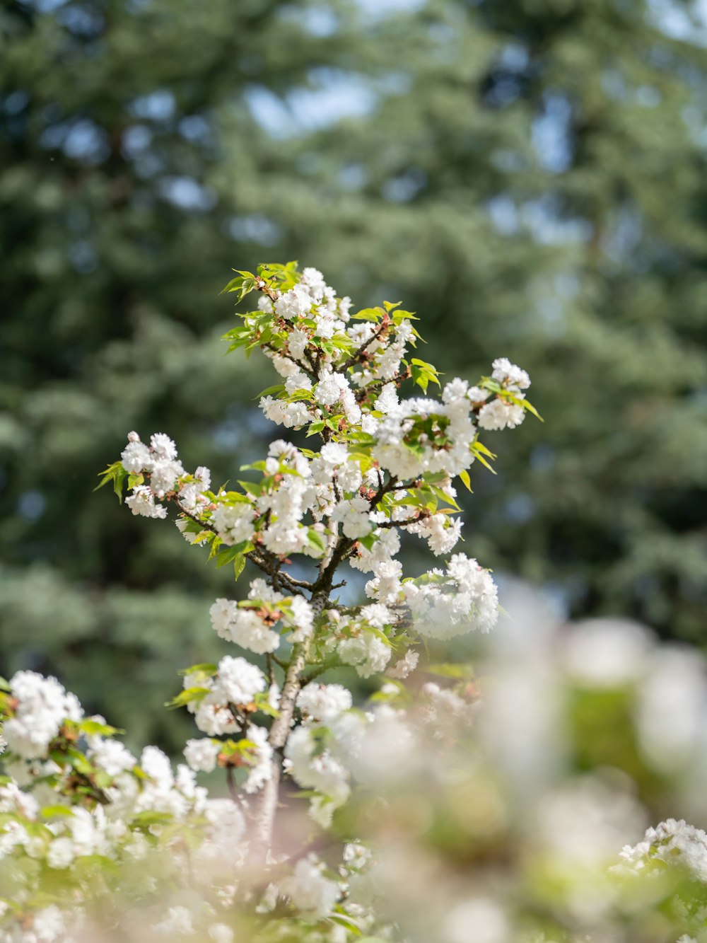 a small tree with white flowers in the foreground