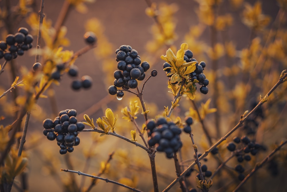 a close up of a plant with berries on it