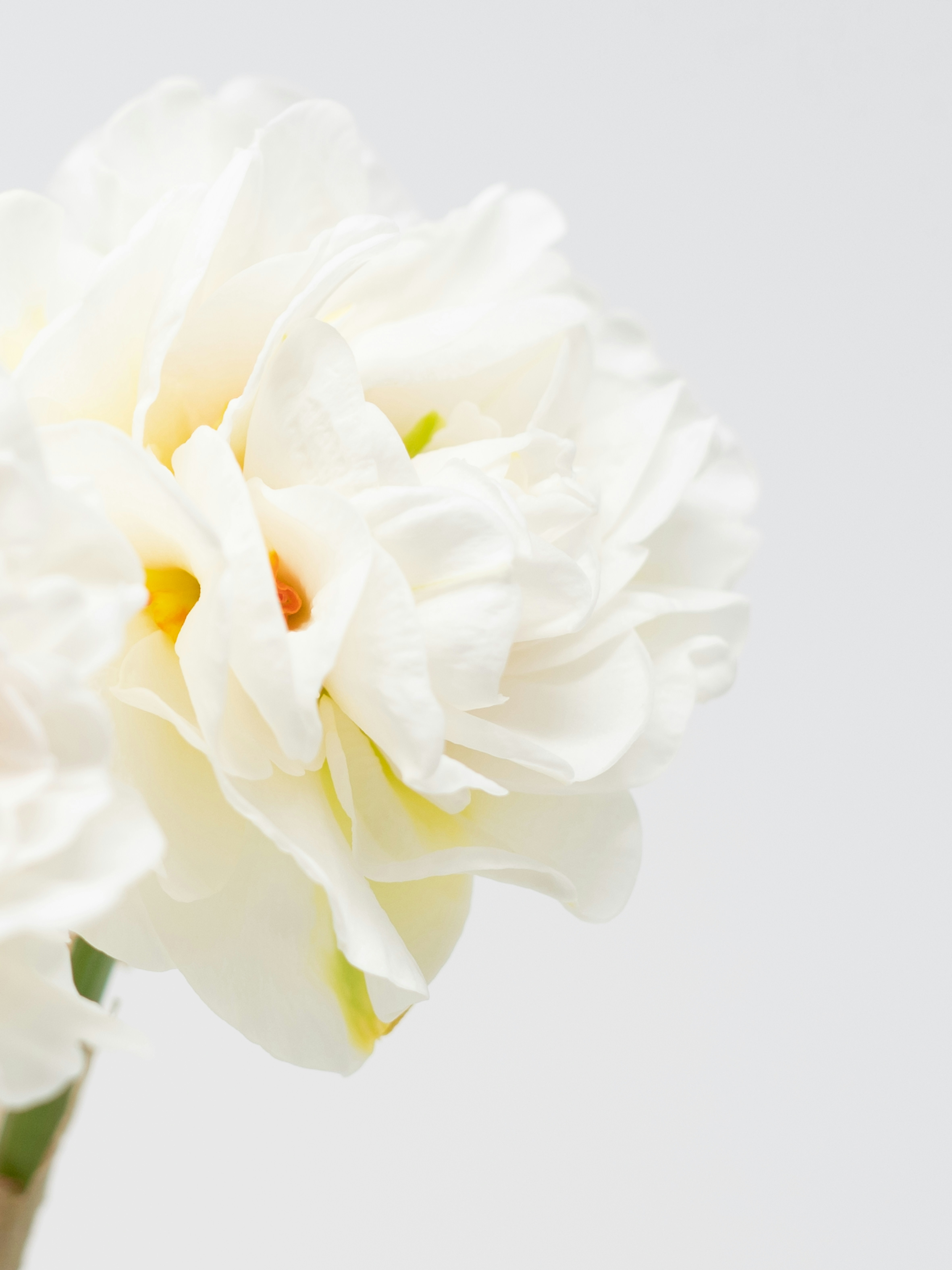 Photo by lauraadaiphoto