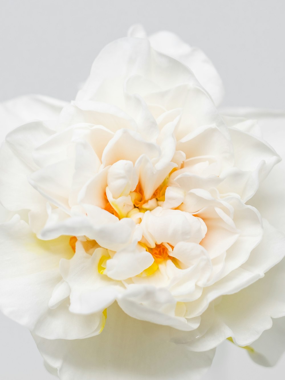 a large white flower with a yellow center