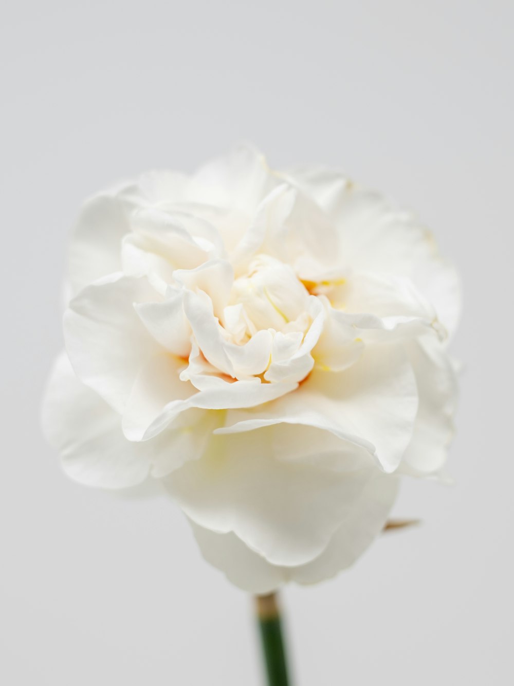 a single white flower with a white background