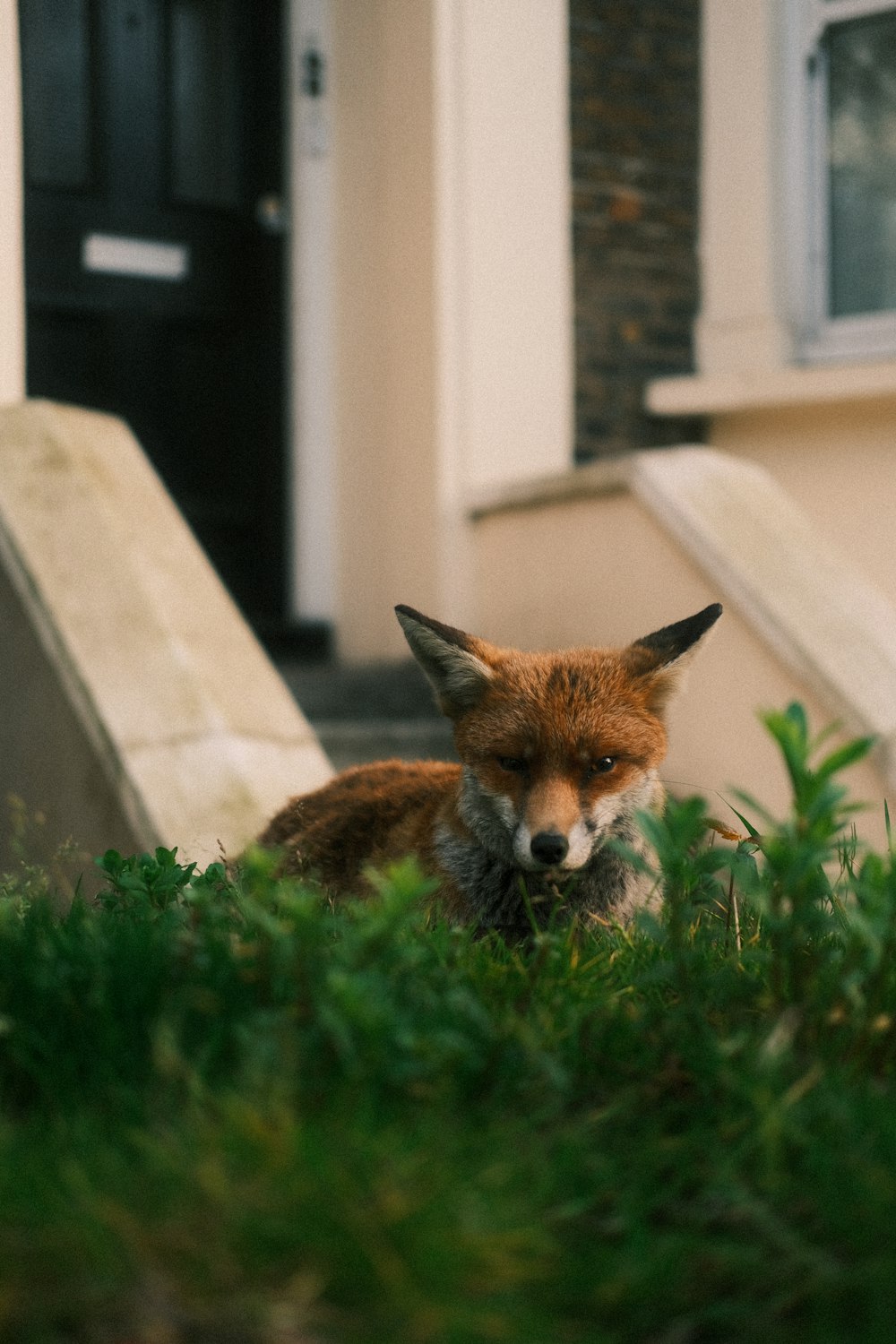 a red fox sitting in the grass in front of a house