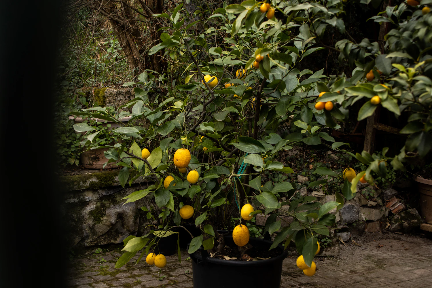 Dwarf lemon tree with ripe
    yellow fruit on an Indian balcony in 2026