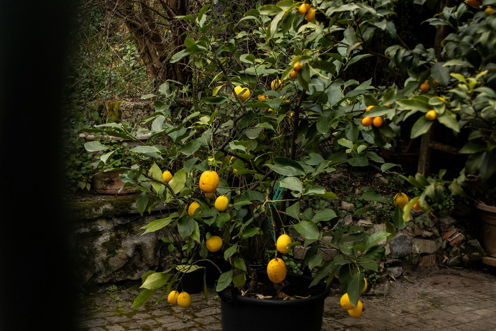 a potted lemon tree with lots of fruit on it