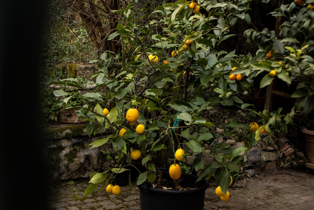 Ein Zitronenbaum im Topf mit vielen Früchten