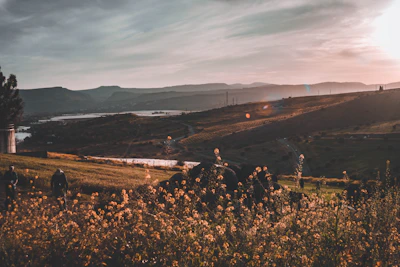 Sunlit terrain with wildflowers and distant hills.