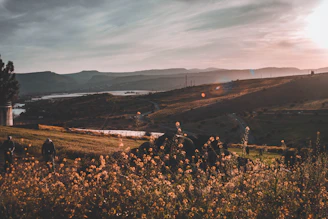 Sunlit terrain with wildflowers and distant hills.