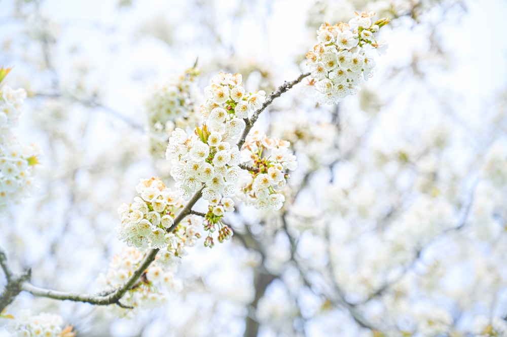 a branch of a tree with white flowers