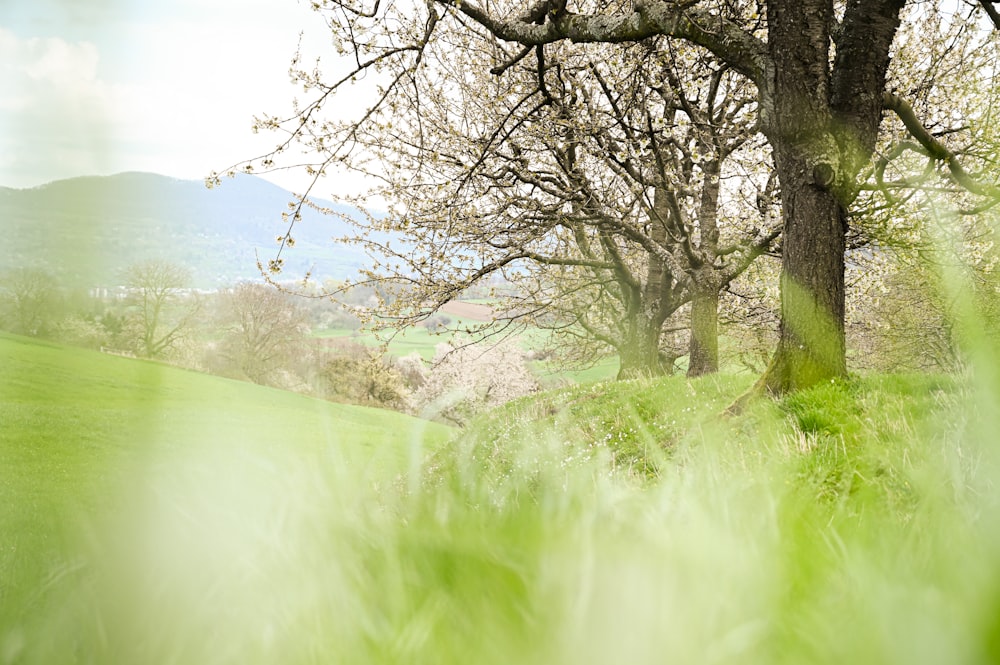 a tree in a grassy field with mountains in the background