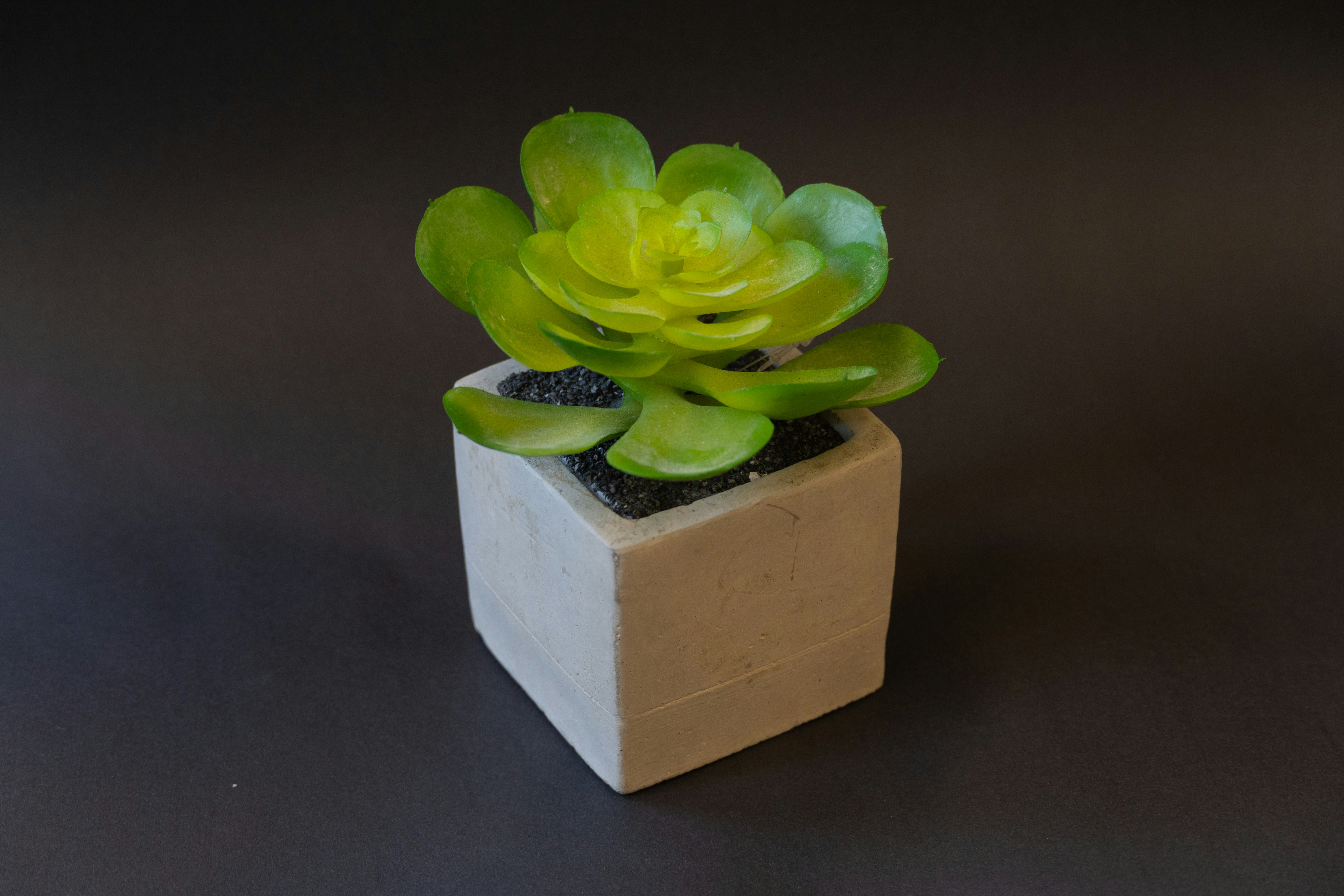 Elegant Ceramic Planter