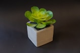 A vibrant green succulent plant with fleshy leaves sits neatly in a minimalist square concrete pot. The plant is centered against a dark, neutral background, highlighting its vivid color and simple elegance.