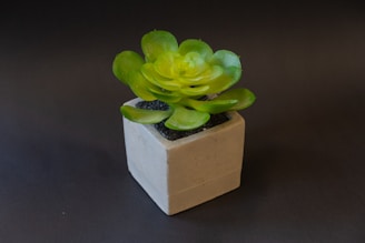 A vibrant green succulent plant with fleshy leaves sits neatly in a minimalist square concrete pot. The plant is centered against a dark, neutral background, highlighting its vivid color and simple elegance.