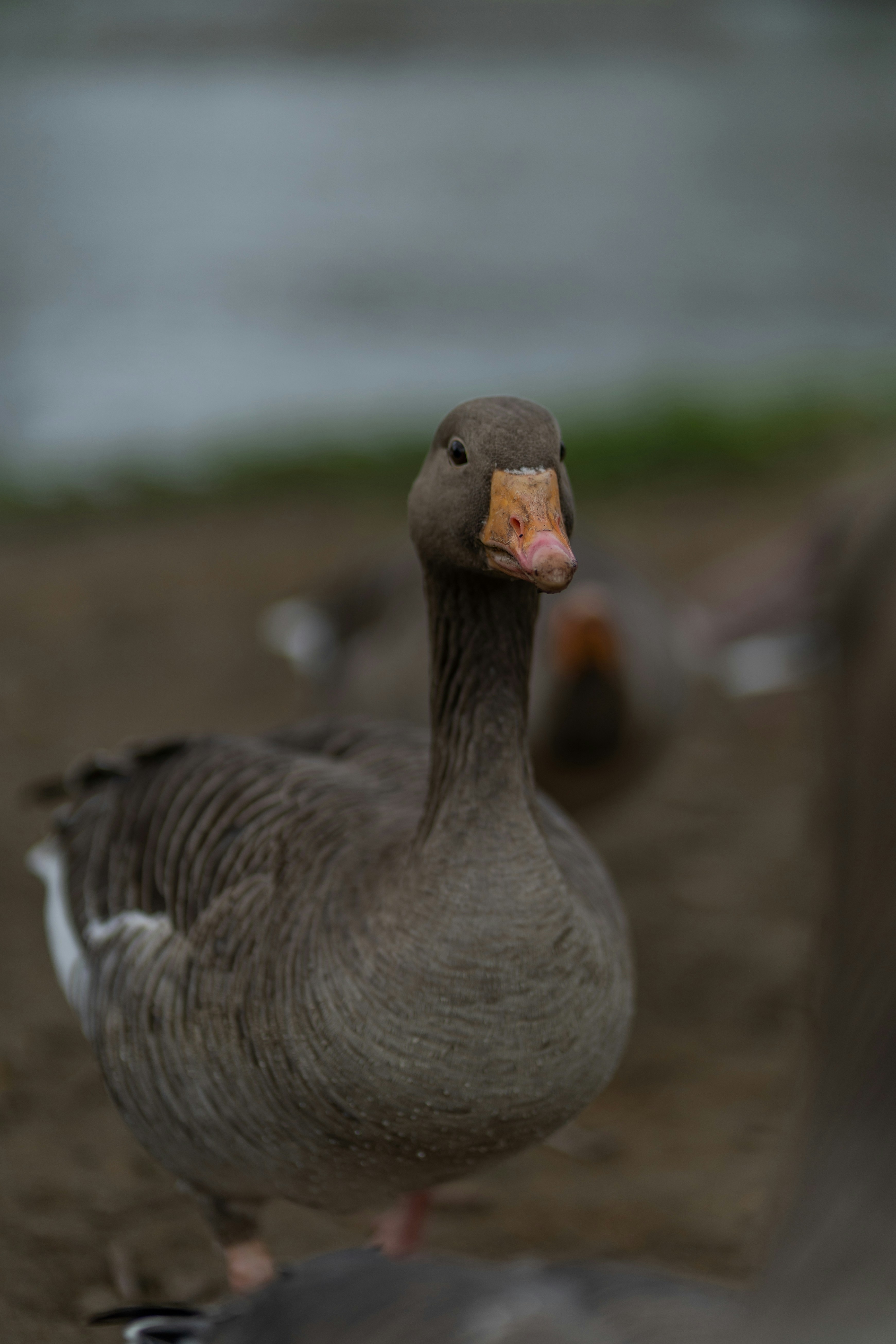Photo by wolfart32
