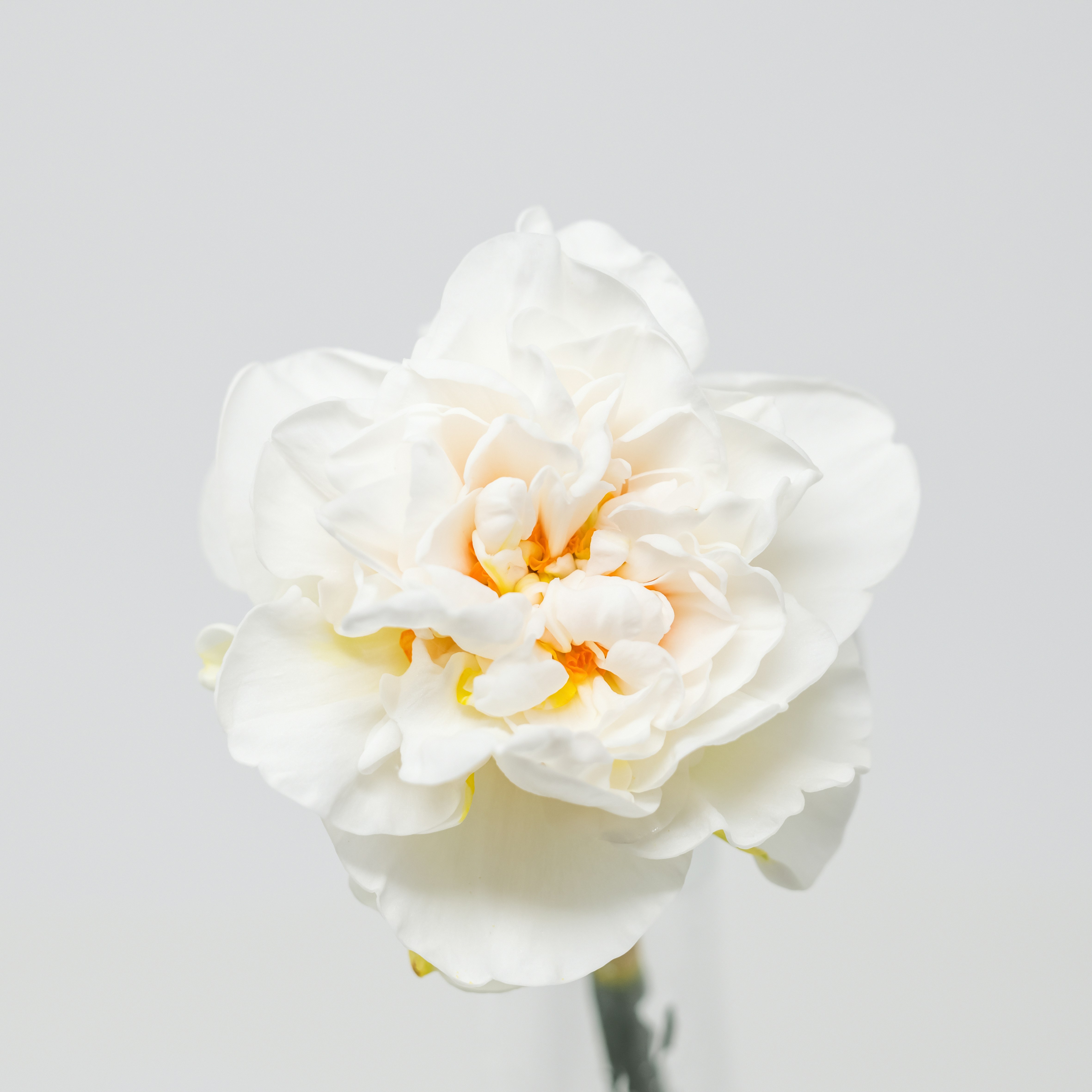 Photo by lauraadaiphoto