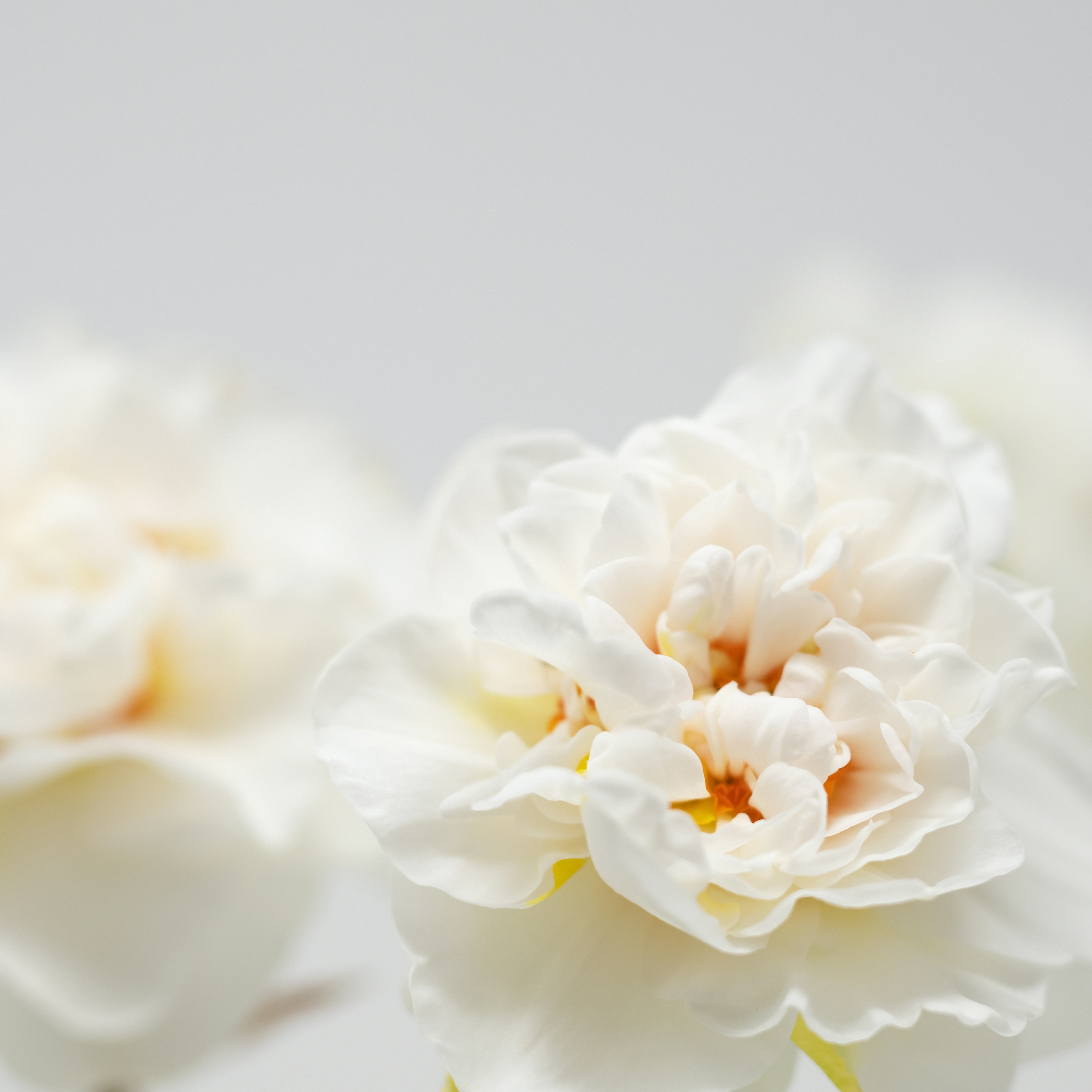 Photo by lauraadaiphoto