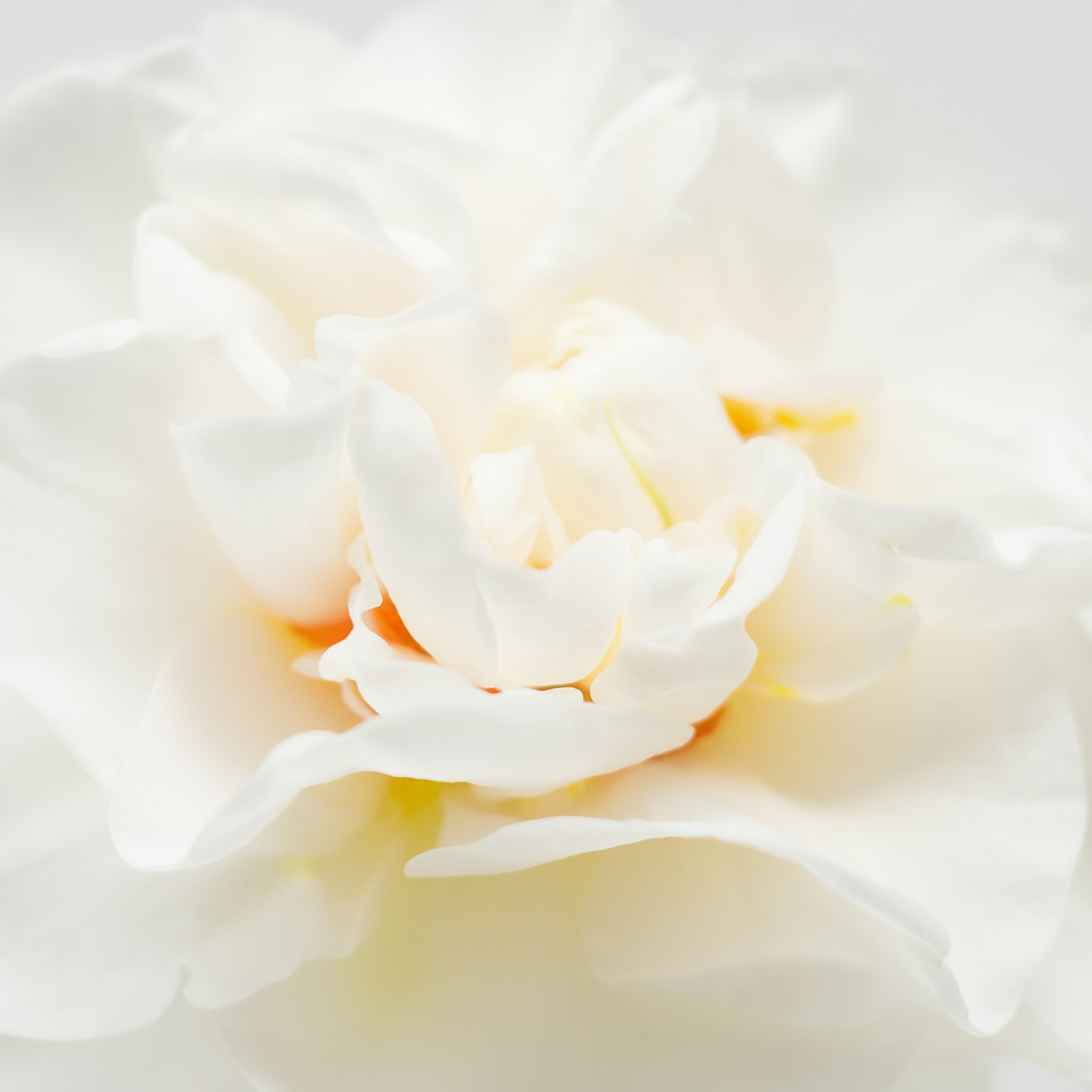 Photo by lauraadaiphoto