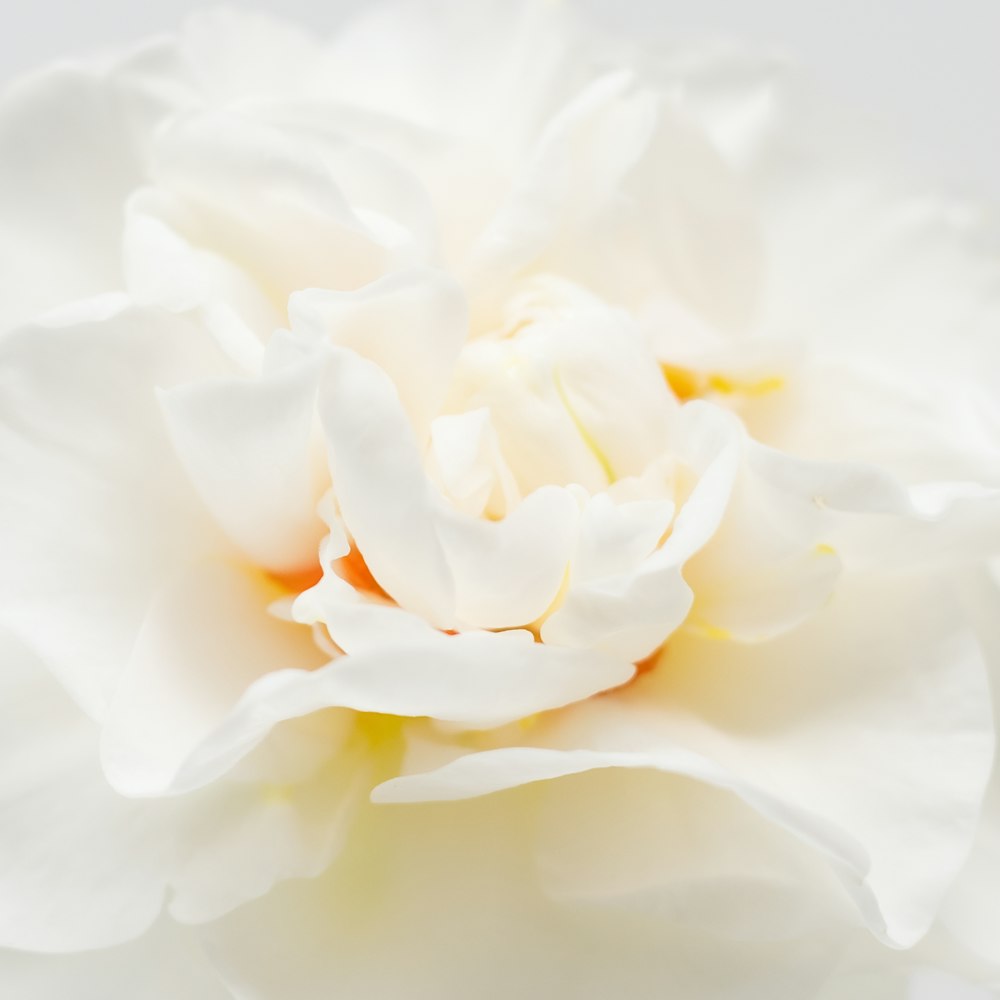 a close up of a white flower on a white background