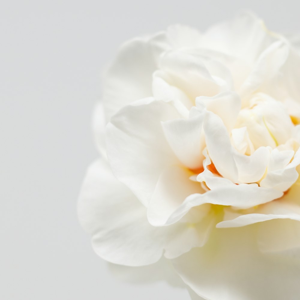 a white flower with a white background