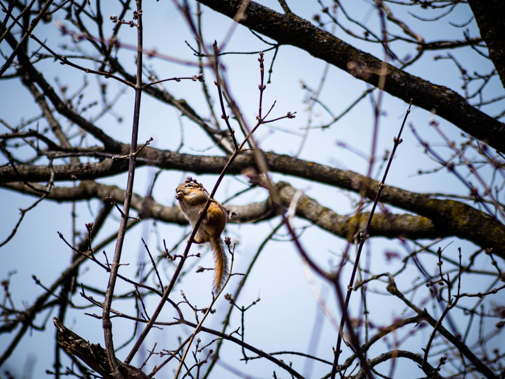 a squirrel sitting on a branch of a tree