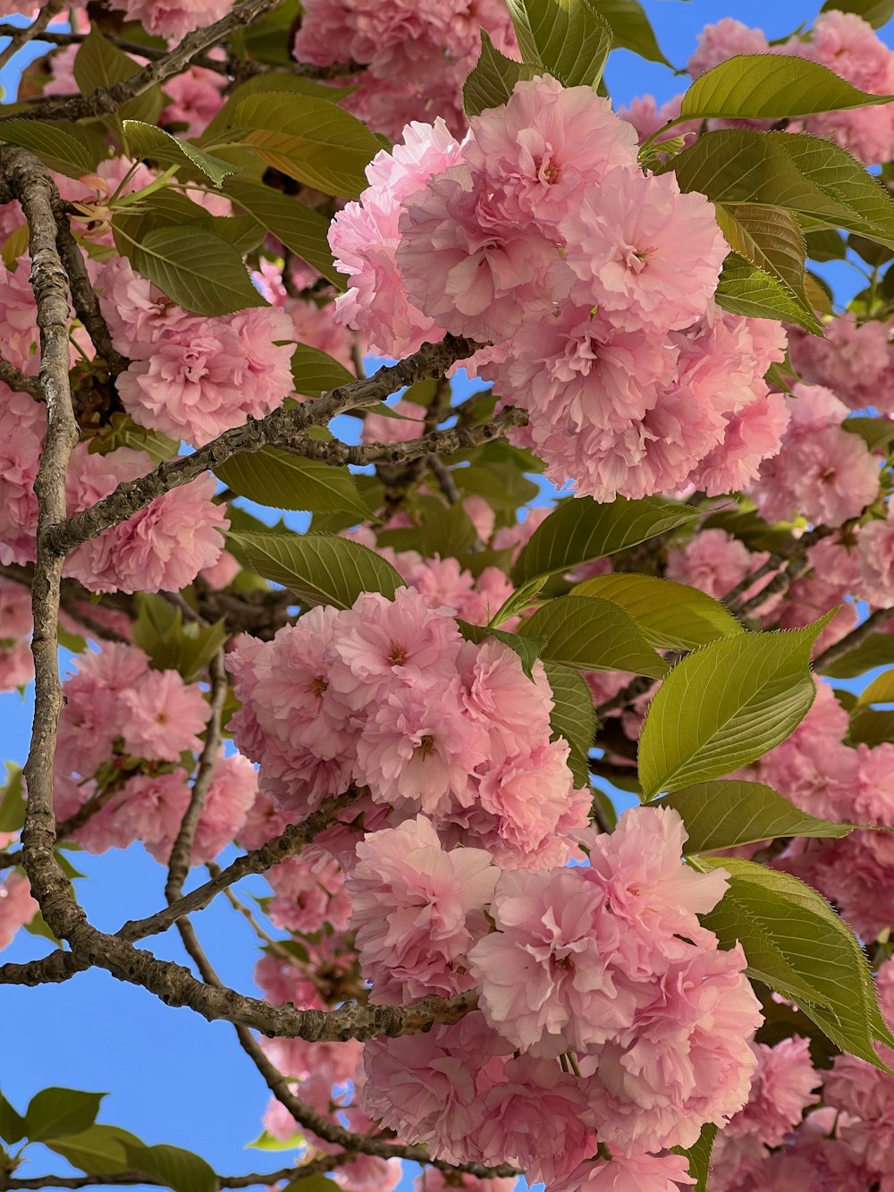 pink flowers are blooming on the branches of a tree