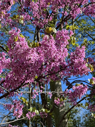 a tree with purple flowers and green leaves