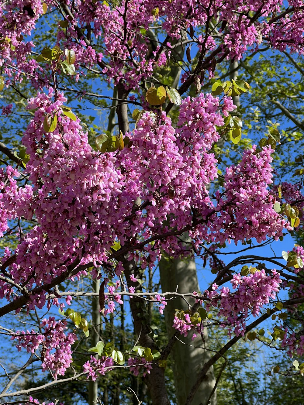 a tree with purple flowers and green leaves