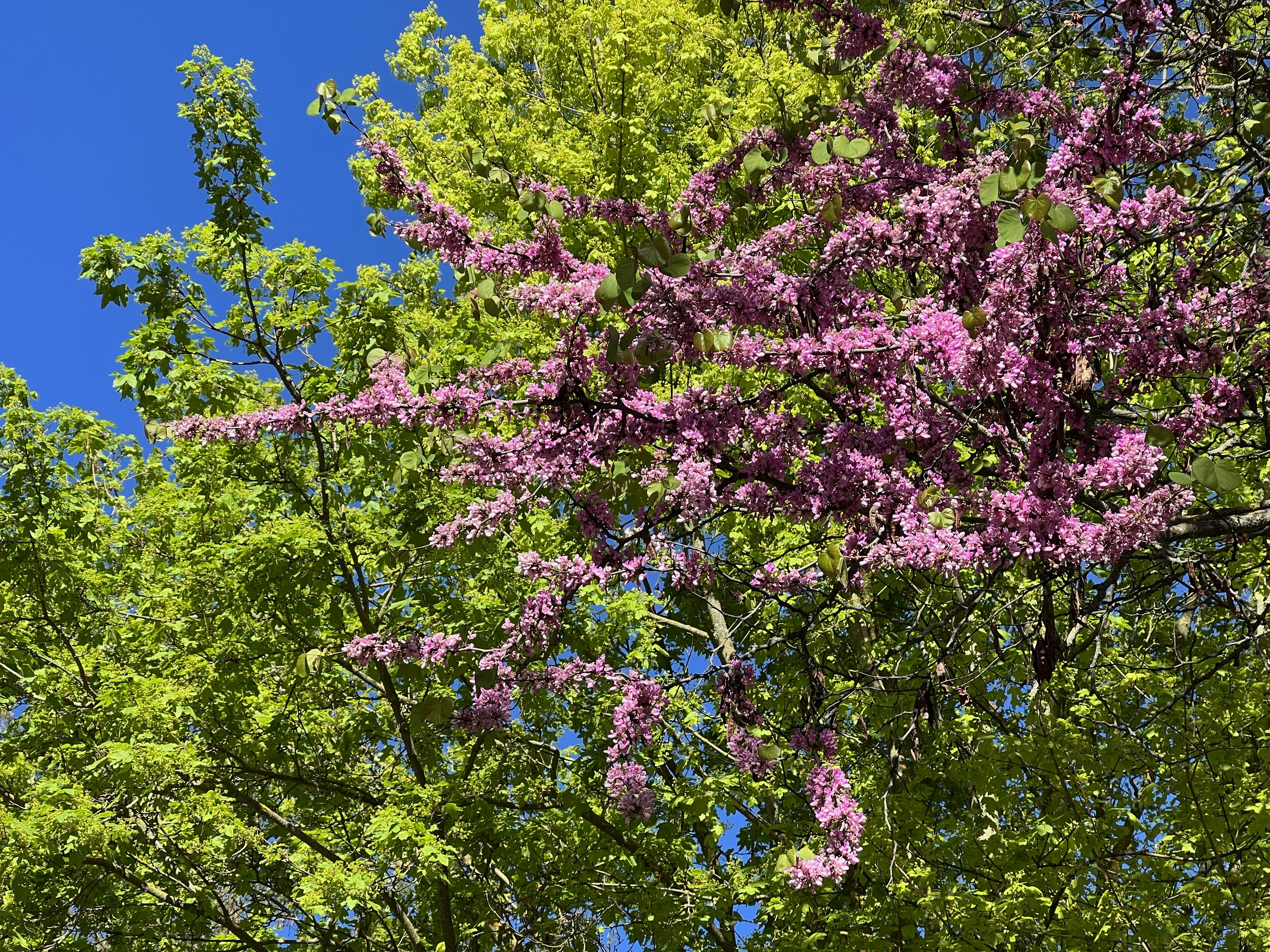 a tree with purple flowers in the foreground and a blue sky in the background