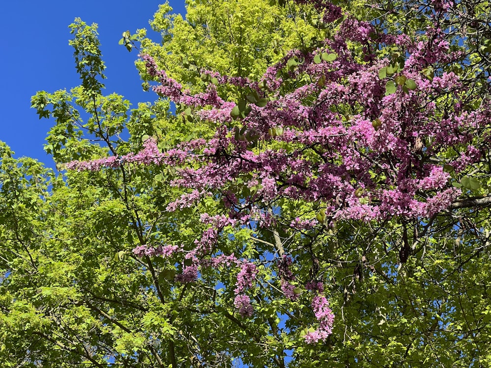 Ein Baum mit lila Blüten im Vordergrund und einem blauen Himmel im Hintergrund