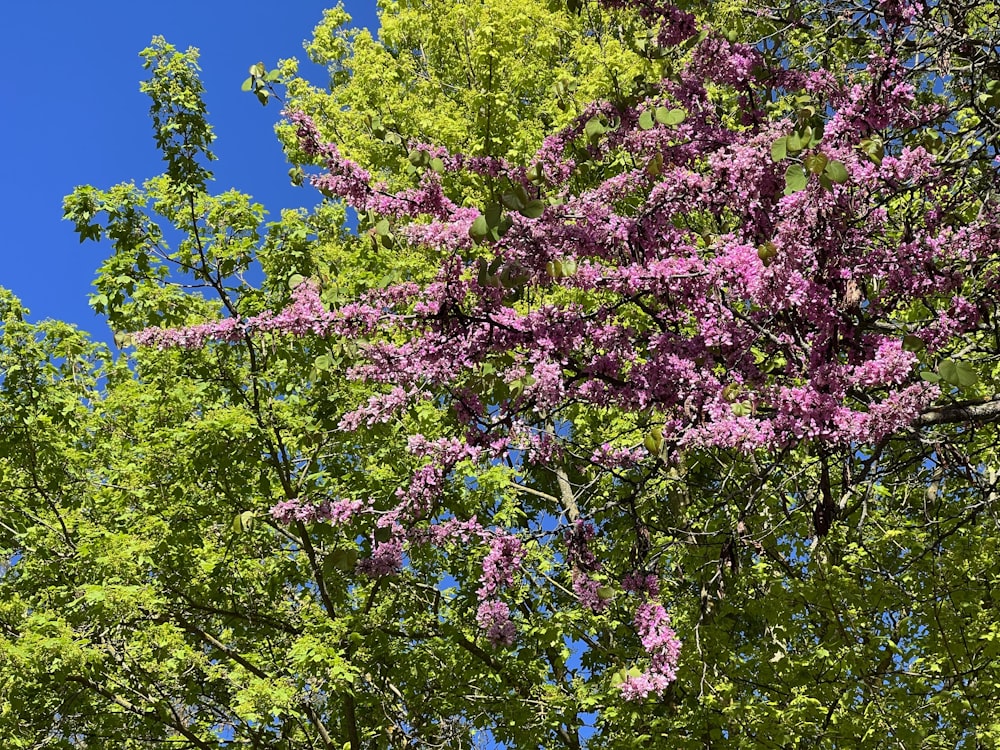 a tree with purple flowers in the foreground and a blue sky in the background