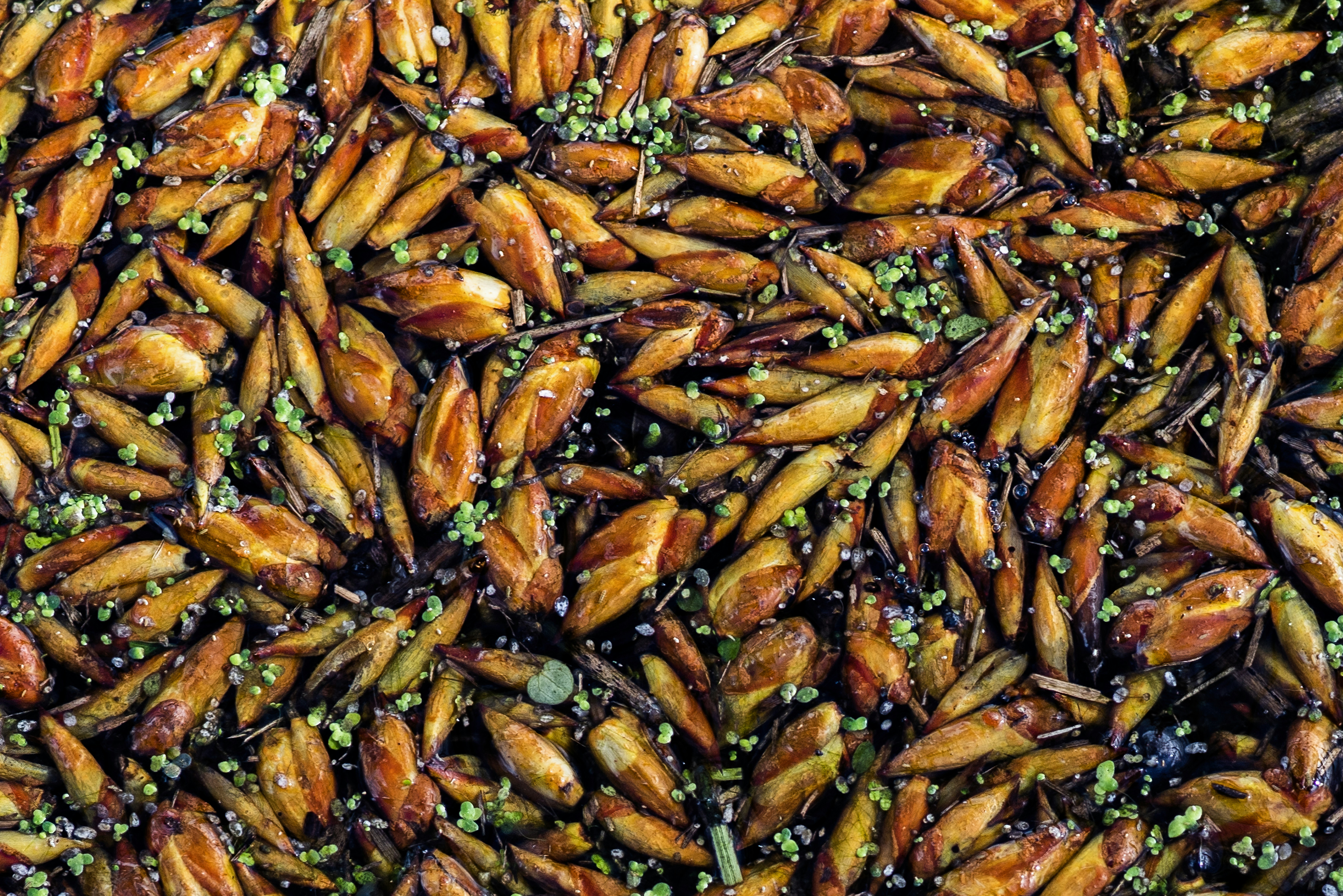 a lot of fish that are in the water