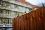 Small figurines representing various animals and characters, including a duck and a dog, are perched on top of a wooden fence. The background shows a blurred image of a multi-story residential building, creating a contrast between the sharp focus of the fence and the out-of-focus backdrop.