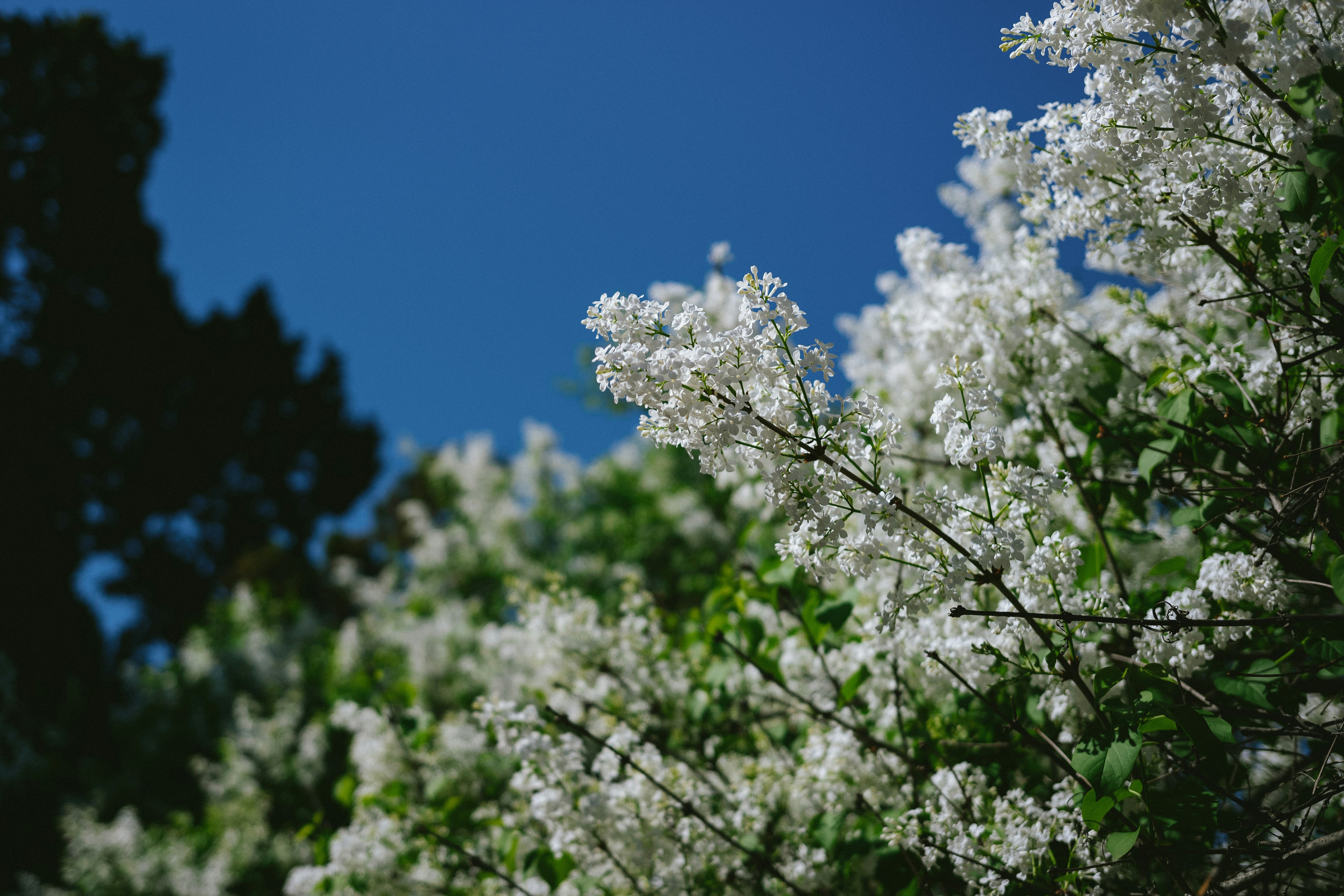 Photo by tommaomaoer