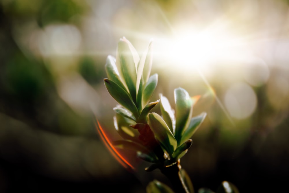 a close up of a small green plant