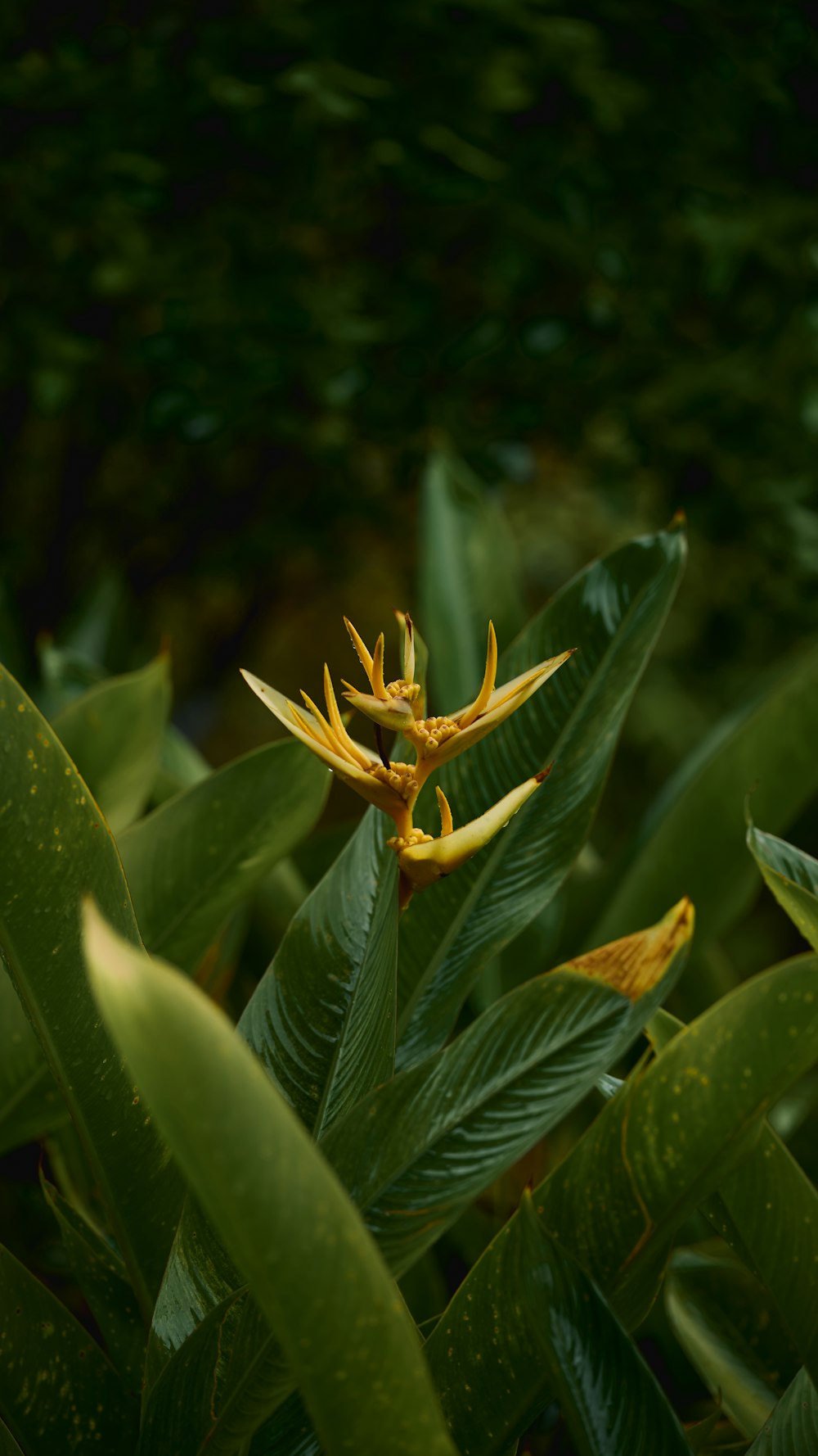 a yellow flower with green leaves in the background