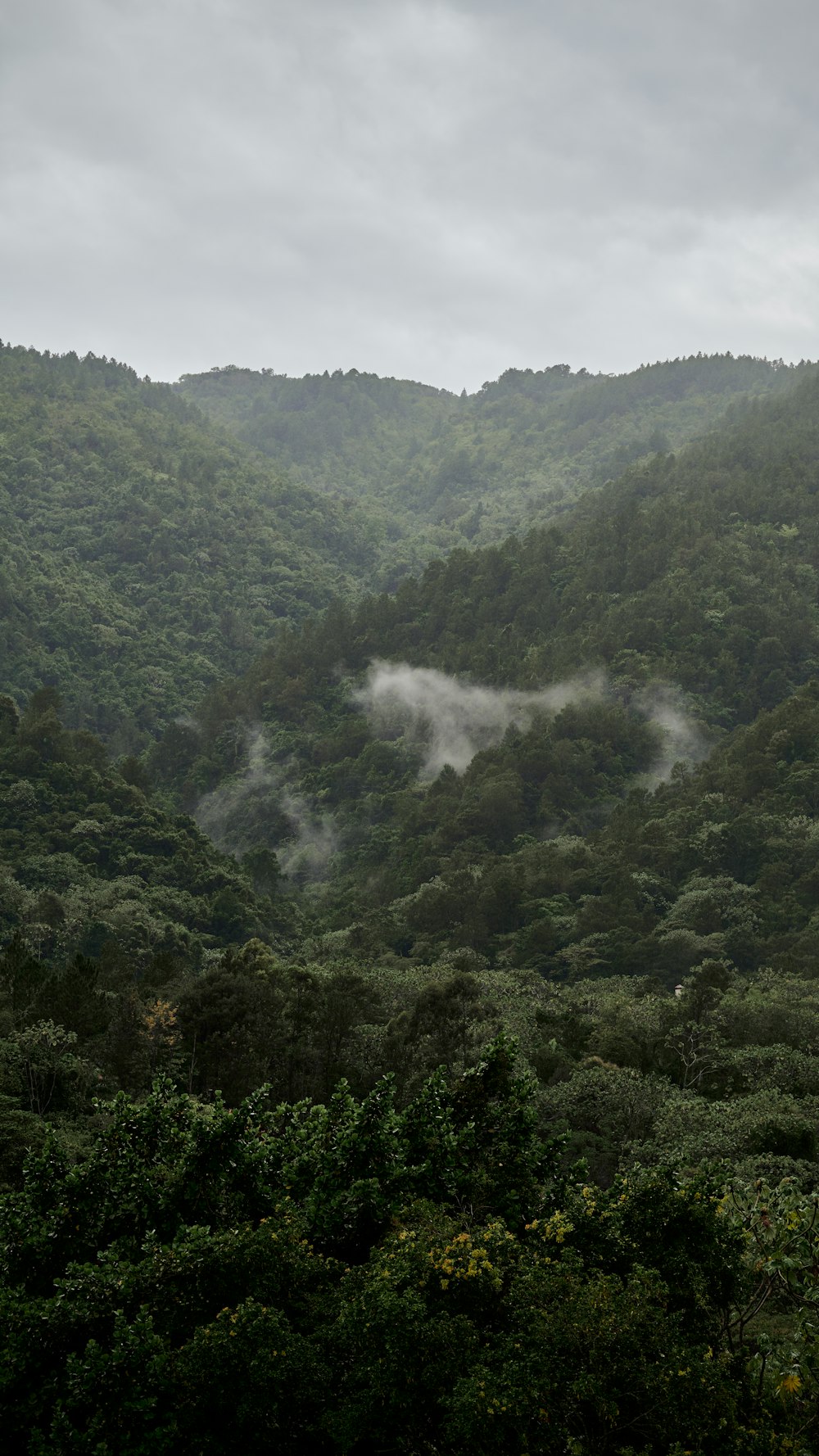 a mountain covered in trees and mist in the distance