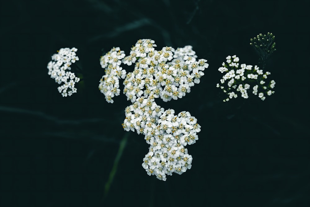 a bunch of white flowers sitting on top of a table